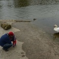 afraid of the swan